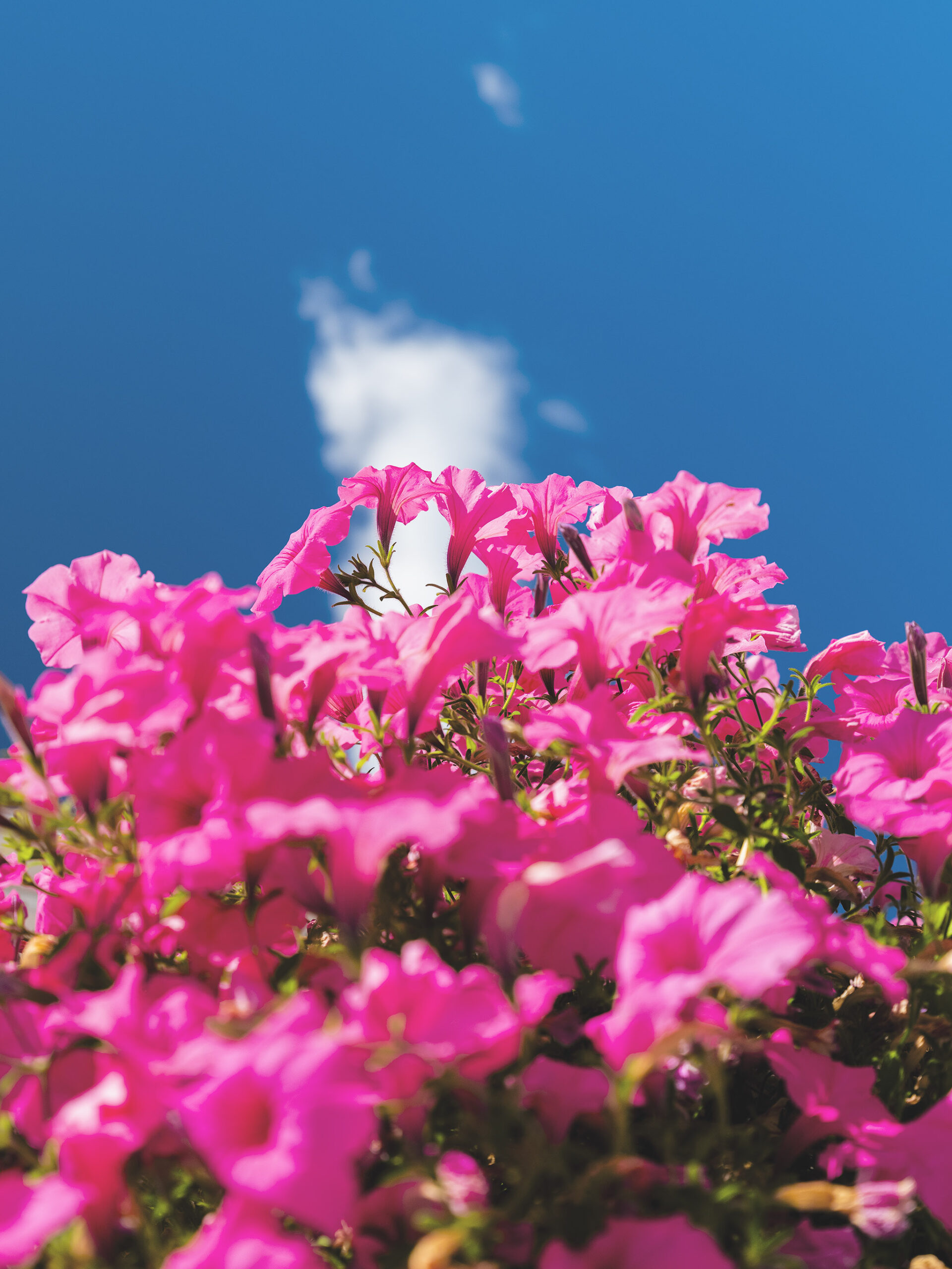 Flowers and Sky 002