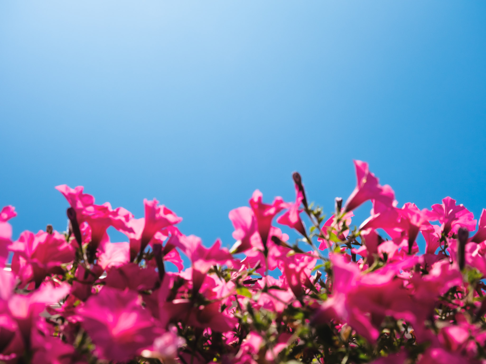 Flowers and sky 001