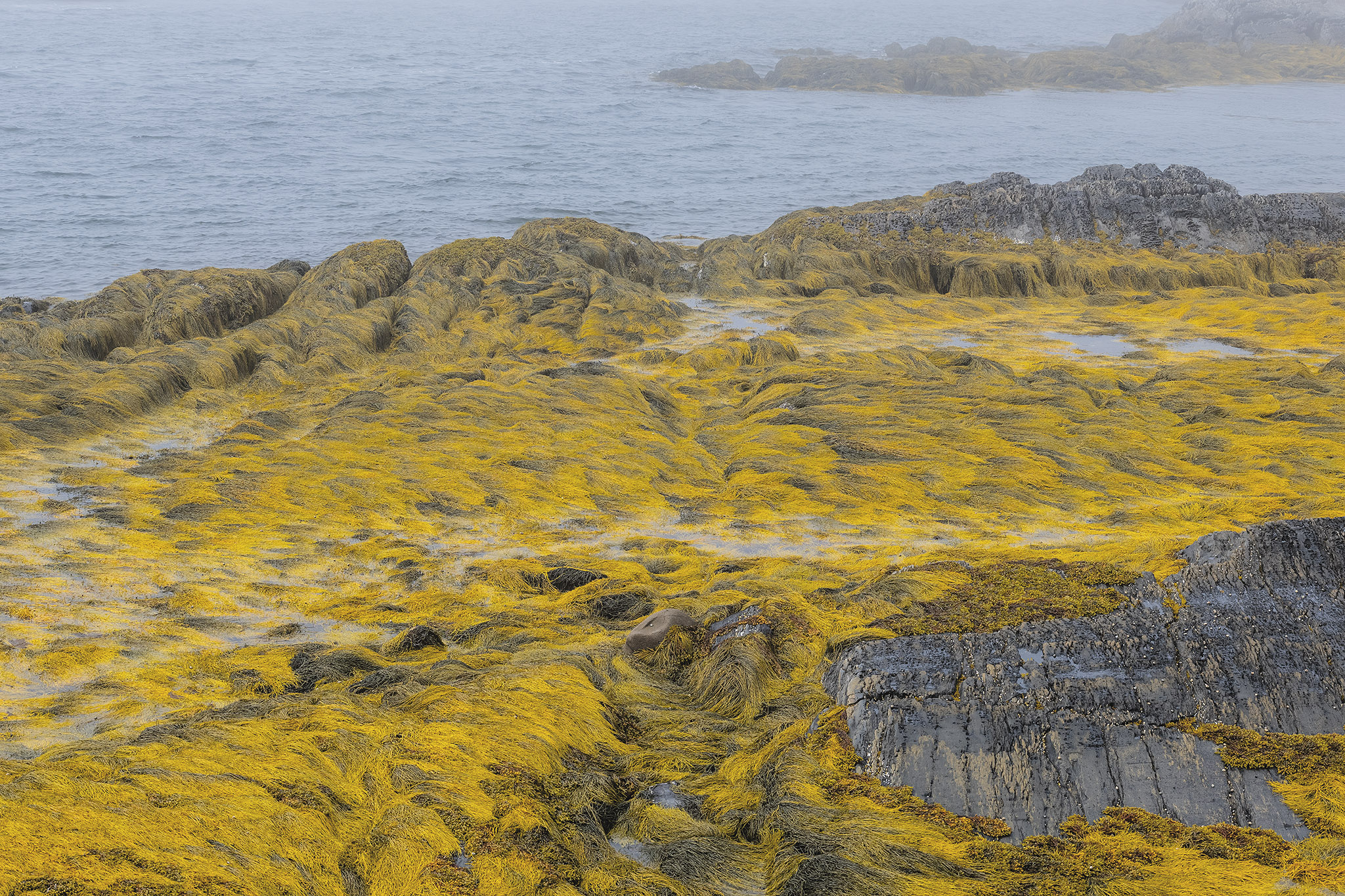 The composition is heavily textured, with the undulating, sweeping lines of seaweed creating a fluid, rhythmic pattern across the foreground and midground, contrasting sharply with the rigid, fractured planes of exposed stone in the bottom right. The palette is dominated by the rich, warm tones of the marine flora against the cool, neutral slates of the rock.In the background, the scene transitions into a calm, muted slate-blue sea that dissolves into a heavy, monochromatic blanket of atmospheric coastal fog, a signature characteristic of Atlantic Canada's maritime landscape.