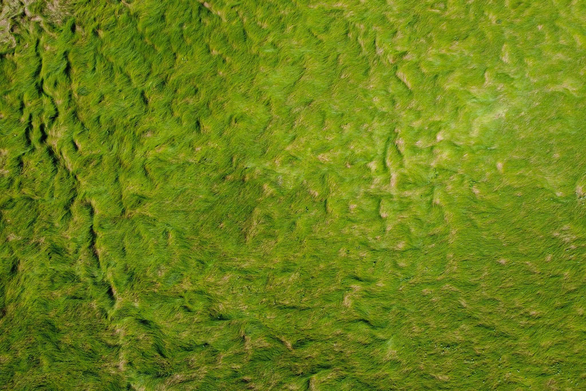 An aerial, top-down perspective captures a vast expanse of lush dense seagrass, creating a fluid, undulating texture.