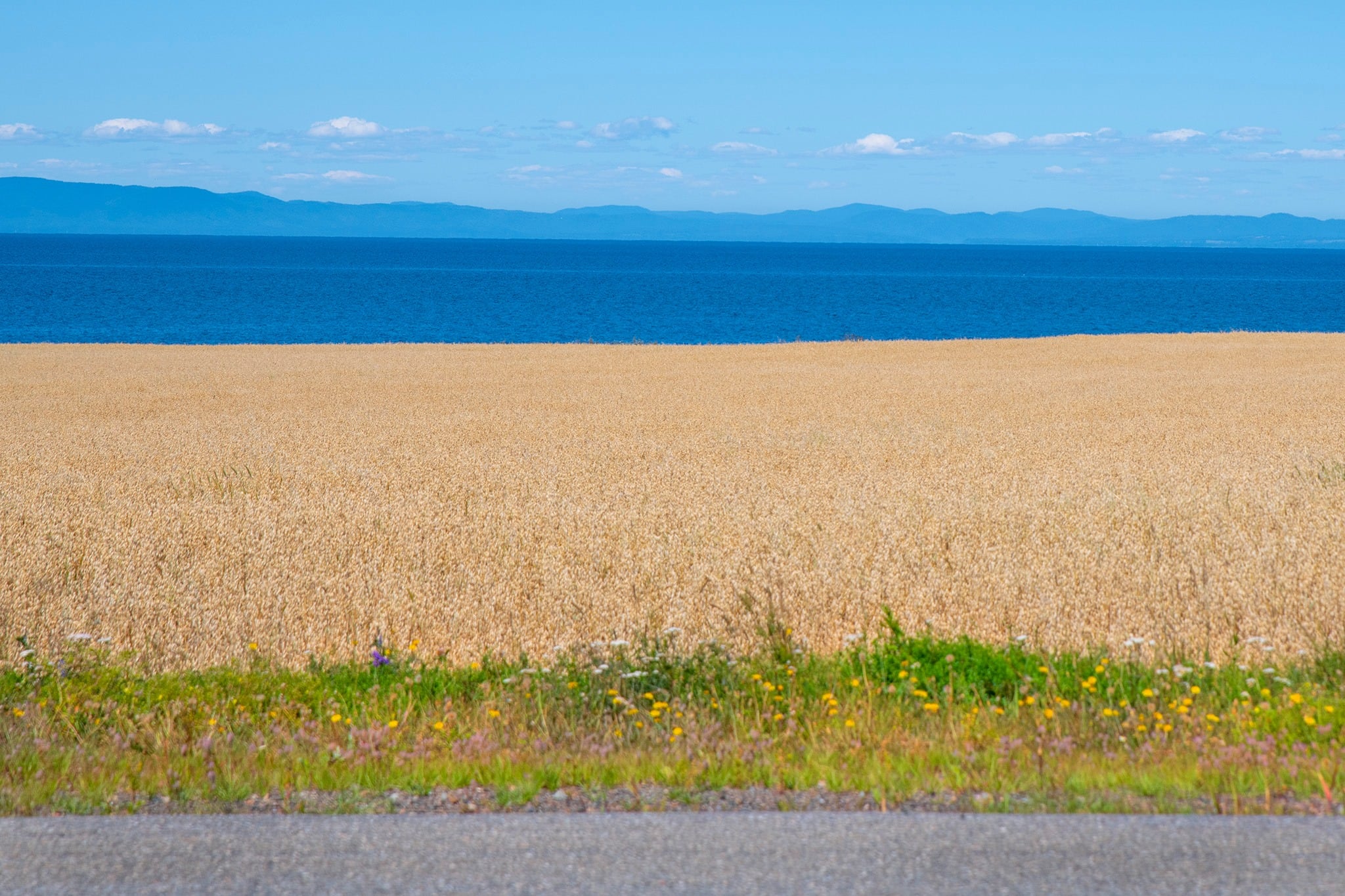 A wide landscape photo featuring a golden grain field stretching across the lower half of the frame. Directly behind the field is a band of deep blue water, followed by a layer of hazy blue mountains in the distance. The sky above is a bright, clear blue with a thin row of soft white clouds resting just above the mountaintops. In the immediate foreground, a narrow strip of green grass dotted with tiny yellow wildflowers sits next to a grey asphalt road.