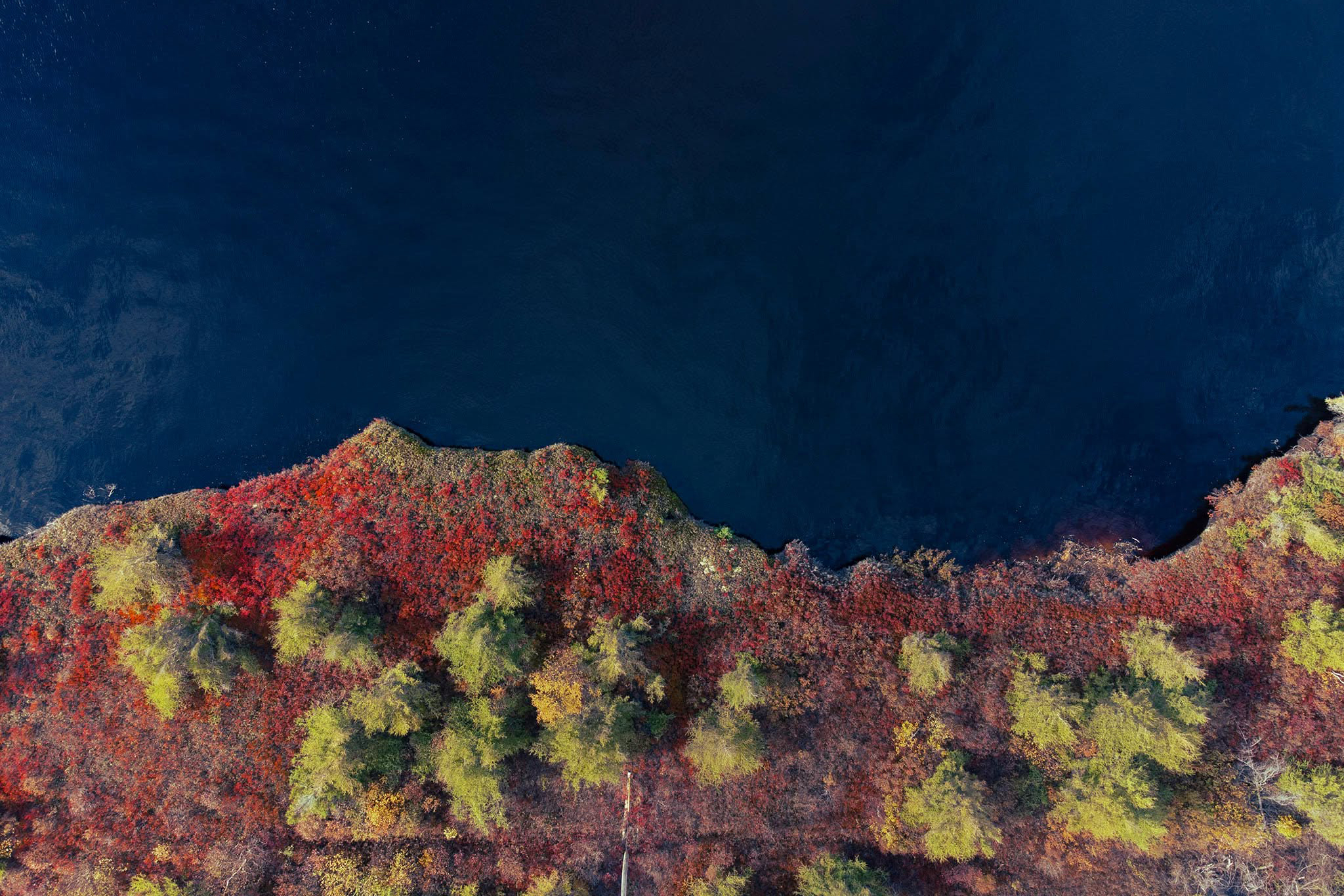 The upper half of this image is anchored by a vast, moody field of deep navy and indigo water, its surface rendering a smooth, minimalist negative space. This cool expanse is sharply cut by an irregular, undulating shoreline that drops into a highly textured, vibrant landscape below. The lower half of the canvas erupts in a painterly patchwork of autumnal color, dominated by a dense undercurrent of fiery crimson and rusted red scrub. Emerging from this warm ground are scattered, feather-like clusters of pale green and gold-tipped trees, creating localized bursts of vertical rhythm and light against the heavy, organic saturation of the earth.