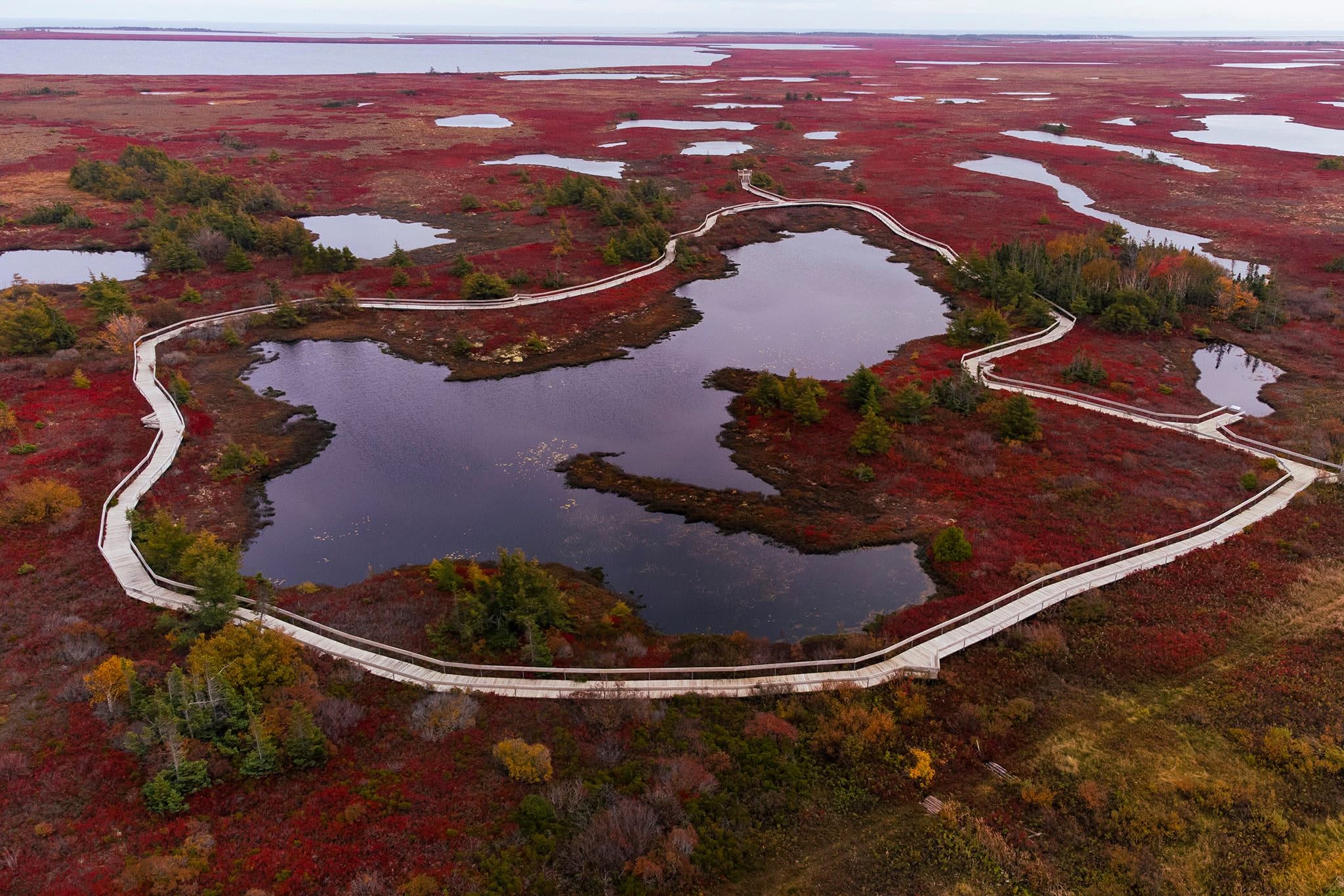 An elevated, sweeping perspective captures a vast, flat bogland transformed into a striking field of crimson abstraction, punctuated by pockets of dark water. The midground is dominated by an irregular, multi-lobed pond with dark, reflective surfaces that mirror the overcast sky. Encircling this dark body of water is a light-toned wooden boardwalk that traces a continuous, undulating curve, serving as a clean, graphic line that cuts through the organic landscape. The surrounding terrain stretches toward a distant horizon, blanketed in a rich, saturated carpet of deep red and burgundy mosses and low shrubs.
