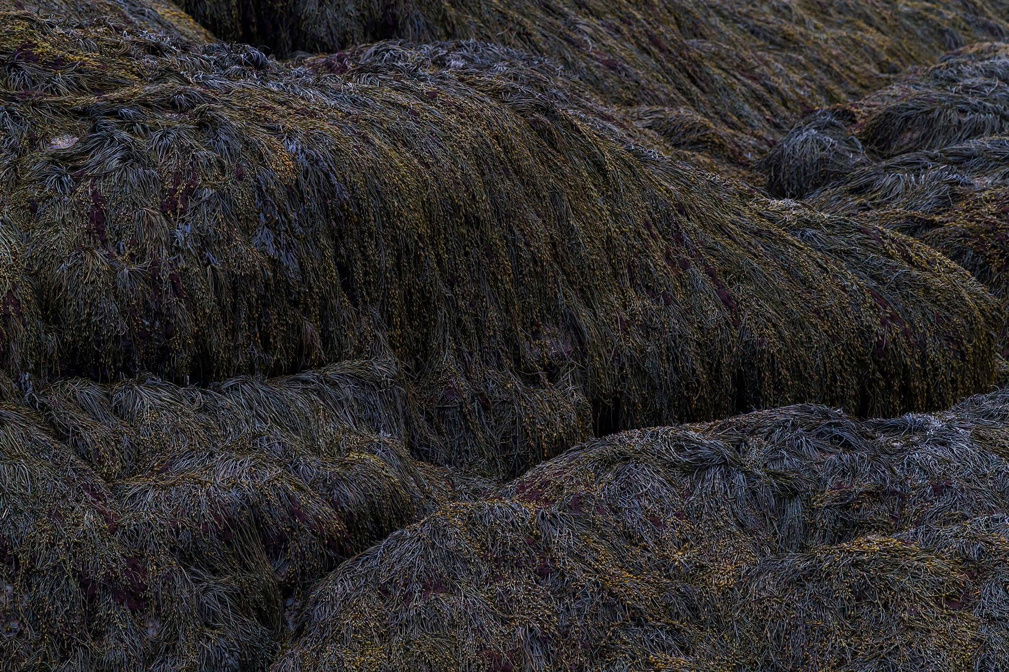 A dense, textural expanse of olive-green and charcoal-toned marine macroalgae cascades down undulating surfaces, evoking the heavy drapery. The finely detailed, tangled fronds form a rich tapestry of low-key values, where organic shadows gather in deep crevices to create a profound sense of sculptural depth and rhythmic repetition across the frame.