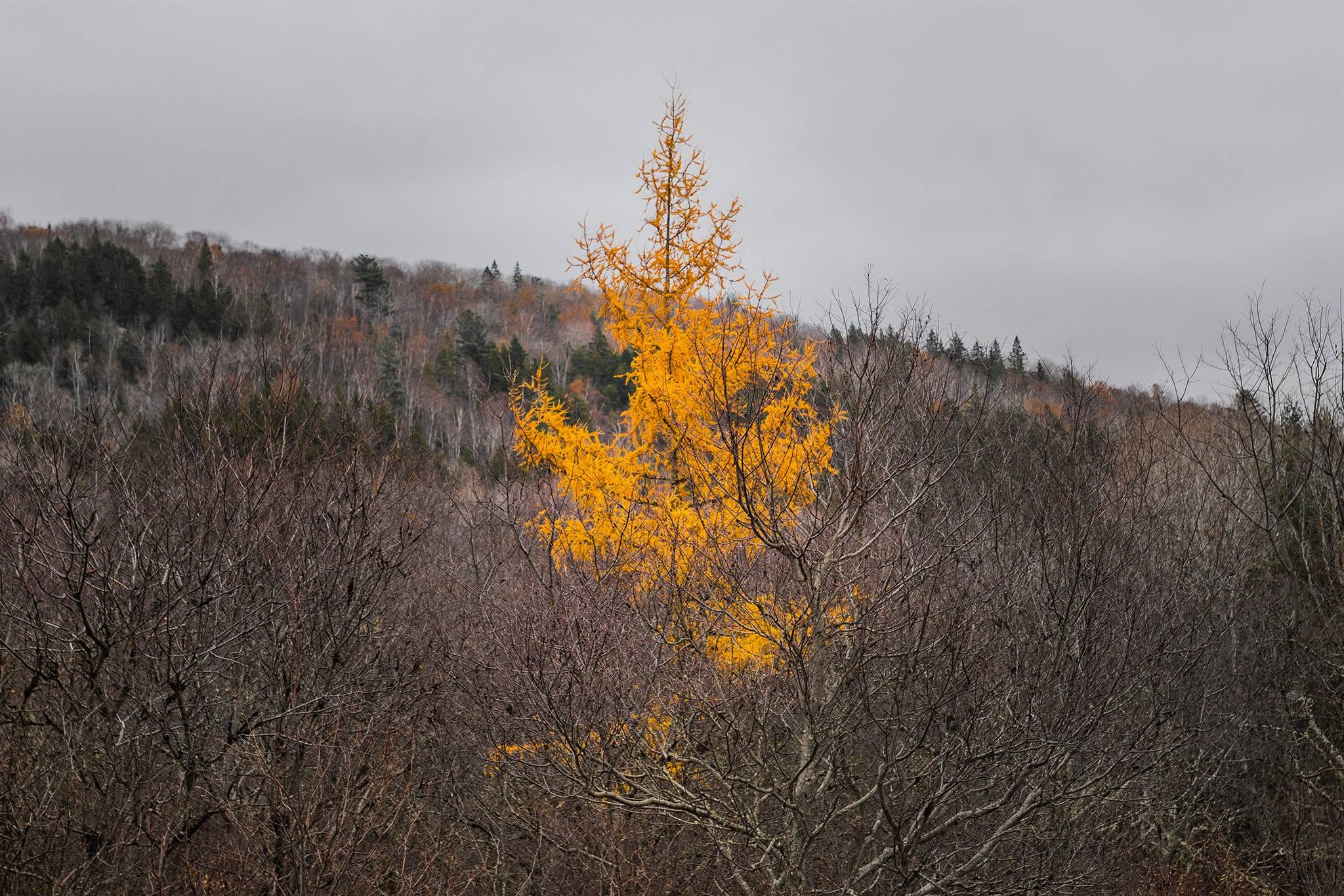 A centered, medium-long shot captures a lone larch tree that erupts like a vibrant, golden-orange flame from a dark and dormant landscape.The composition utilizes a stark value contrast, positioning the tree as an energetic focal point against a somber, monochromatic environment. In the foreground and midground, a dense thicket of bare, tangled gray branches creates a textured, charcoal-toned matrix. From this somber base, the conical silhouette of the larch surges upward, its radiant needles mimicking the organic kinetics of an expanding fire.
