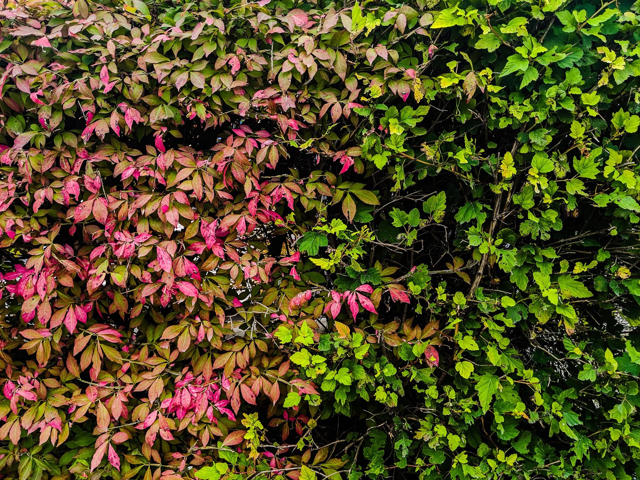 On the left, a cascade of pointed leaves blushes with an intense, painterly saturation of fuchsia, madder, and bruised plum, their margins occasionally singed with a crisp, earthy bronze. On the right, a contrasting sprawl of serrated, lobe-shaped leaves bursts in vibrant, acidic shades of chartreuse and deep forest green.
The composition is heavily compressed, offering no horizon or depth of field; instead, it confronts the viewer as a flat, suffocating wall of texture. The sharp, erratic lines of dark, woody stems weave through the undercurrent, functioning as graphic, fractured brushstrokes that disrupt the organic flow. The stark, vertical division between the autumn-red transition and the persistent summer green creates an unsettling, hyper-detailed meditation on the friction of seasonal impermanence.
