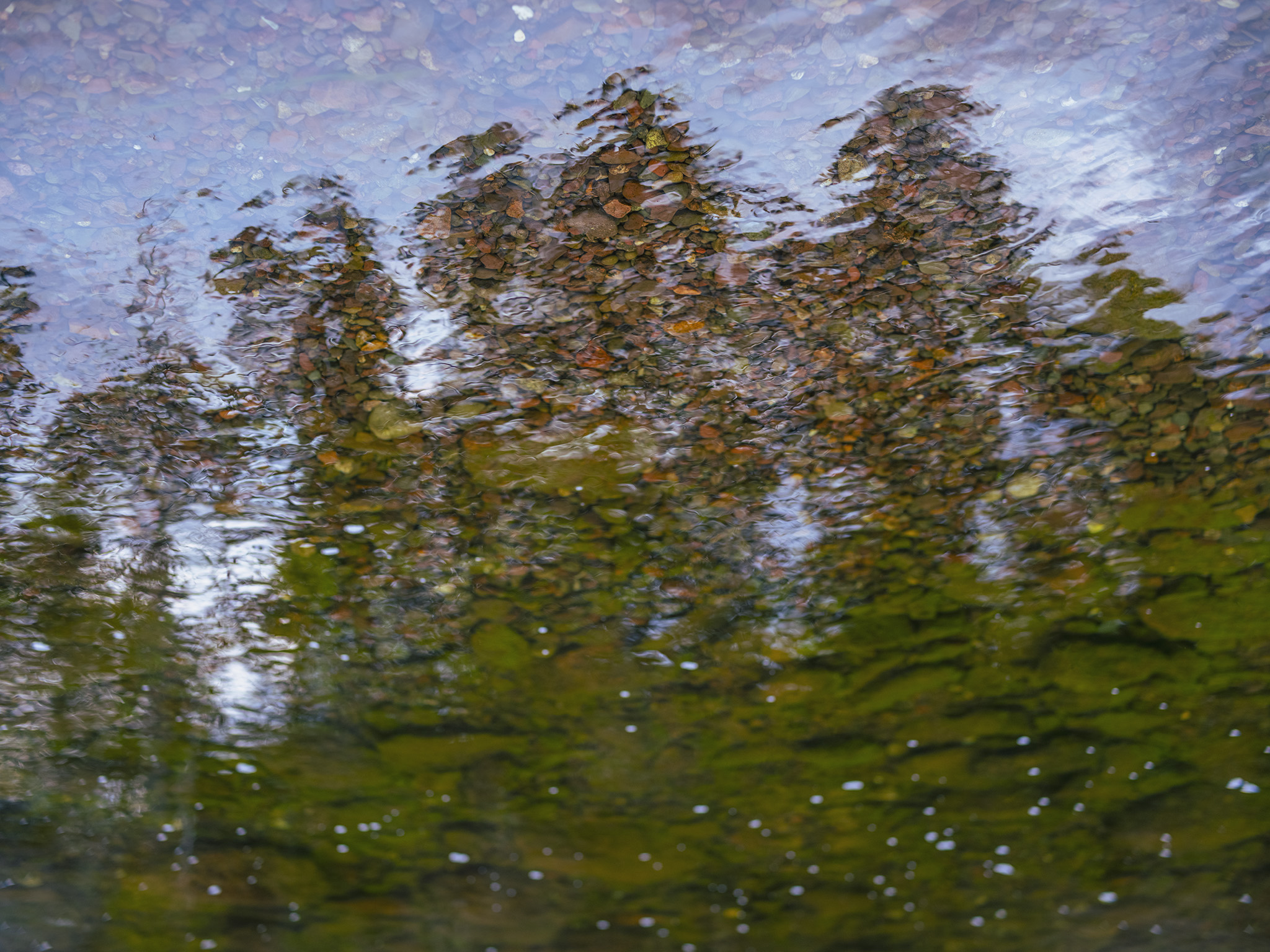 Silhouetted shapes of slender evergreen trees and dense foliage filter down from above, bleeding into deep moss-green tones that saturate the lower depths. The natural distortion of the moving currents fractures the light, transforming a fleeting landscape reflection into a dreamlike, pointillist study of motion, color, and depth.