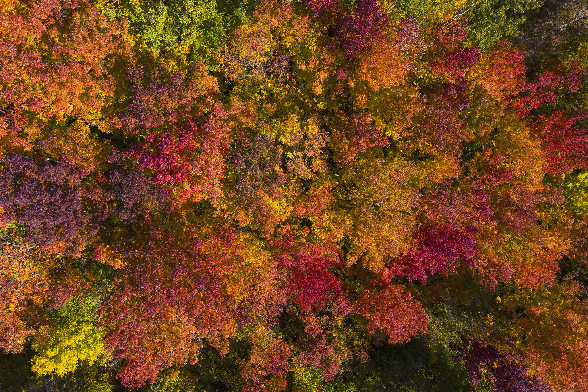 The composition is a saturated mosaic of crimson, burnt orange, golden yellow, and deep plum tones, punctuated by lingering patches of bright green. The tightly packed tree crowns create a continuous, undulating surface where individual forms dissolve into an all-over pattern of stippled light and shadow, evoking a strong sense of texture, natural rhythm, and sublime seasonal transformation.