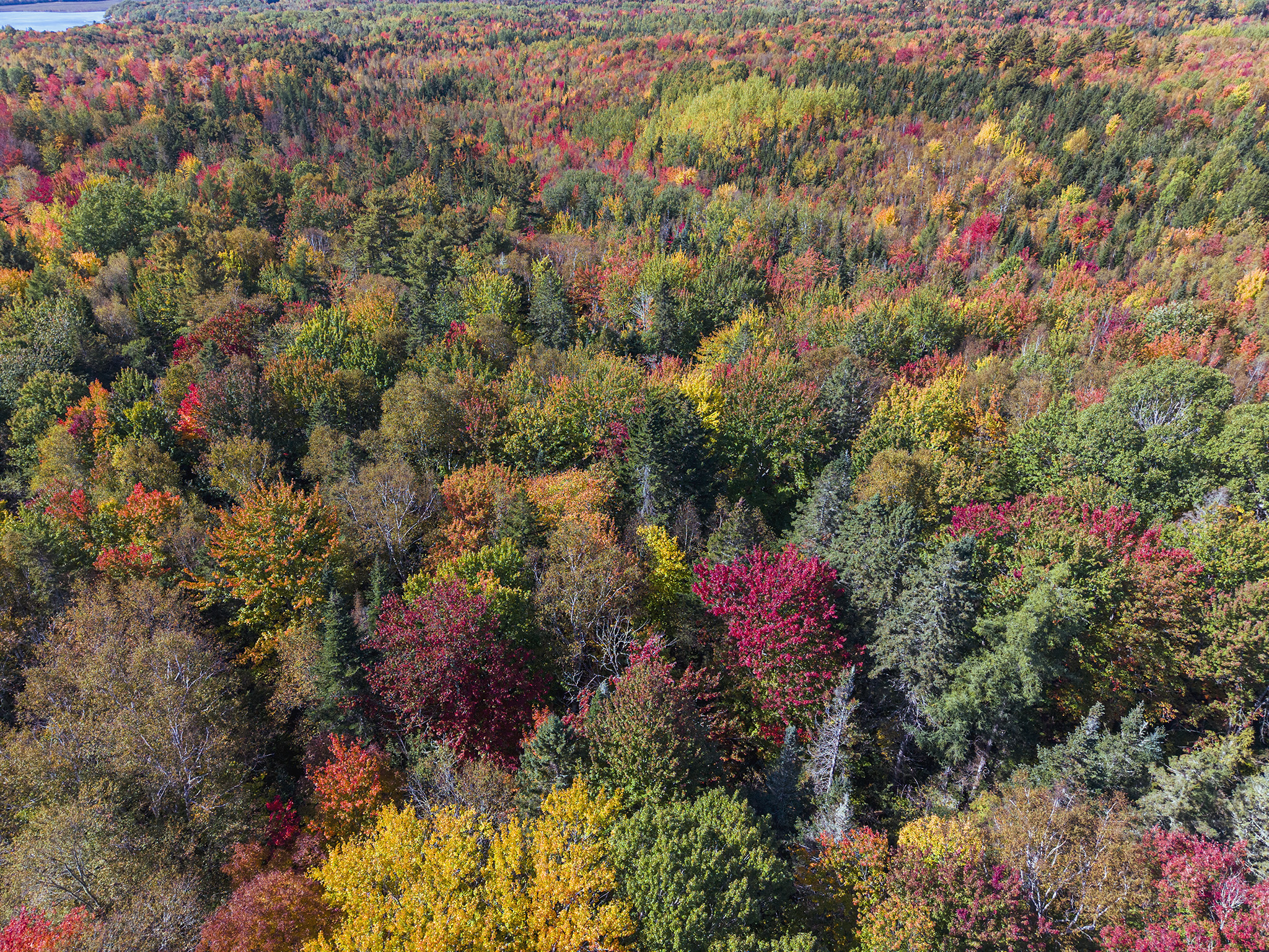 Saturated patches of crimson, cadmium yellow, and burnt orange punctuate the dominant field of deep forest greens and olive tones. The individual crowns of the trees create a stippled, pointillist texture across the surface, giving the landscape a tactile, painterly quality. In the extreme upper-left background, a sliver of muted blue water and a pale shoreline provide a subtle horizon line, grounding the abstract geometry of the foliage.