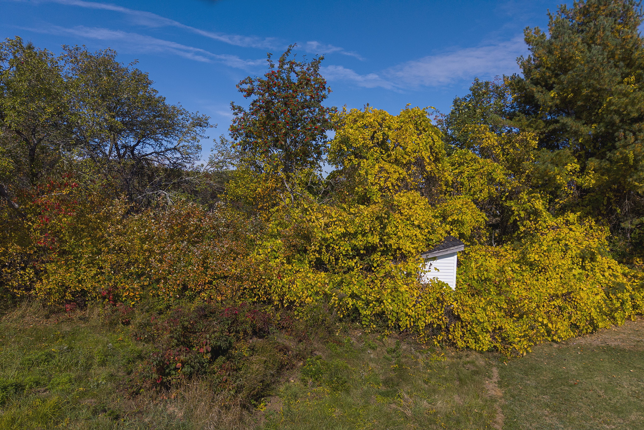 In the foreground, a grassy bank establishes a physical threshold. The middle ground is dominated by a dense, cascading wall of yellowing autumn foliage and green trees that compresses the spatial recession. This organic barrier almost completely swallows a small, white wooden shed. Only its stark white siding and dark roofline slice through the leaves, functioning as a crisp geometric anchor. The vibrant, textured mass of foliage collapses the physical distance against a bright blue sky streaked with thin clouds. This flattens the deep horizon into a deliberate, layered arrangement of color and form.