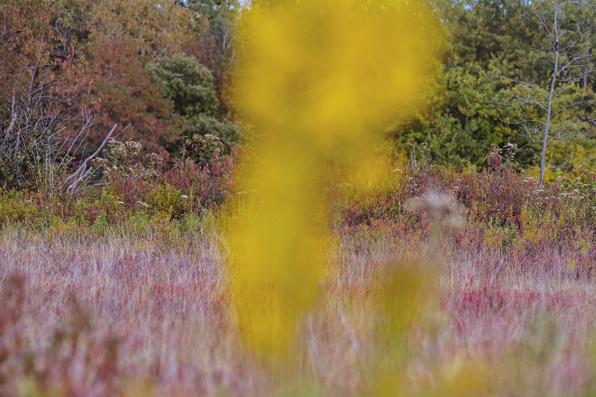 In the foreground, a prominent vertical column of blurred, vibrant yellow goldenrod disrupts the center of the frame, creating a dreamy, layered depth. The middle ground features a meadow of muted pink and cream wild grasses mixed with low-lying reddish brush. The background is framed by a dense treeline of autumnal foliage under a soft, diffused light, blending shades of rust, deep green, and amber.